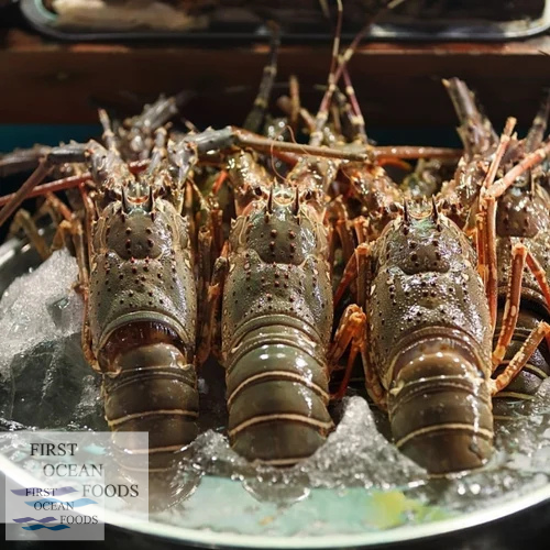 Frozen Baby Lobster 50-80G - 1KG