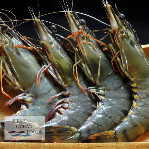 Black Tiger Prawn Hoso (Large) - 1KG